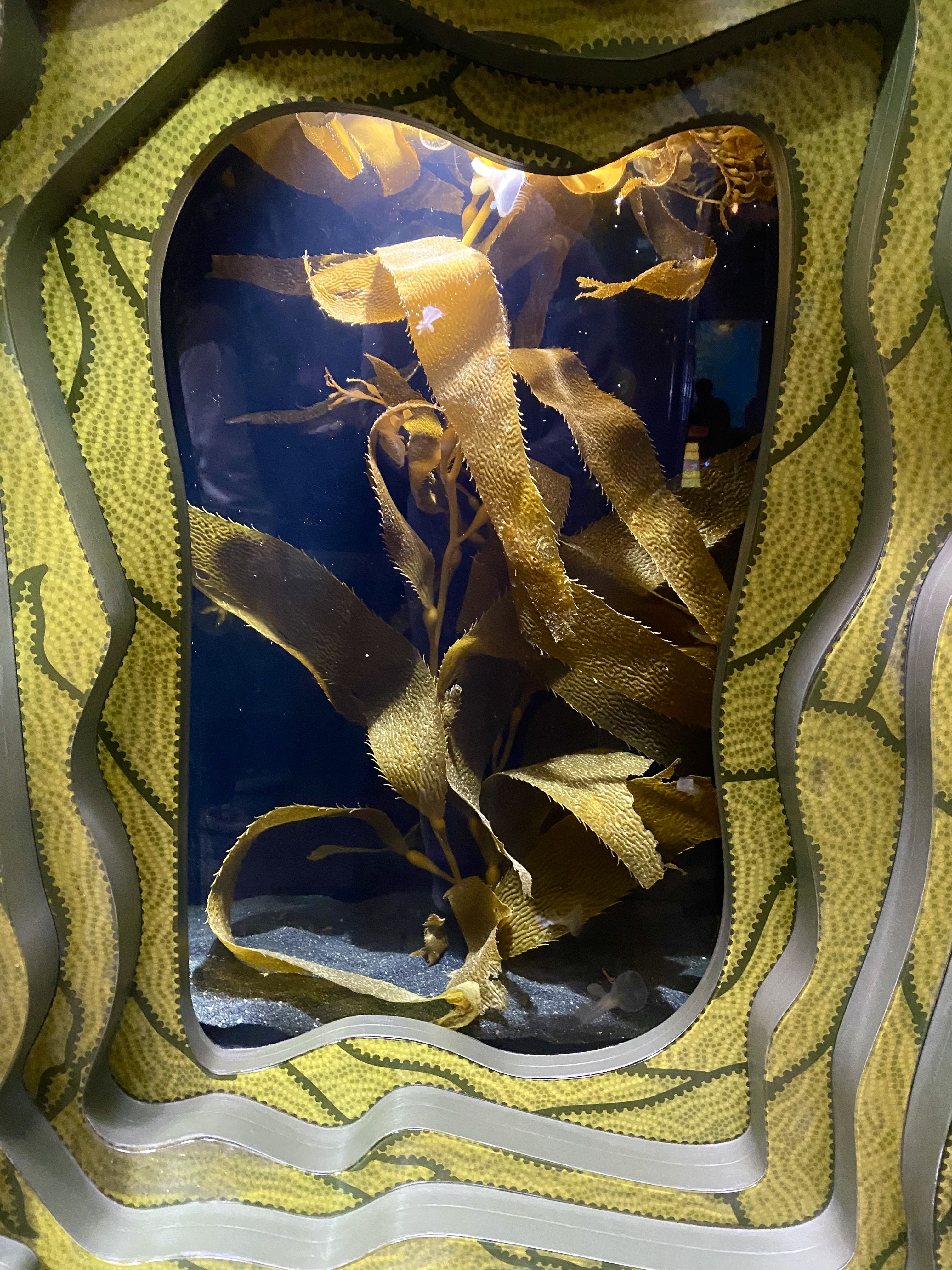 Kelp Window